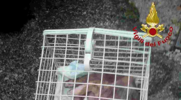 Principio di incendio a scuola e gatto incastrato: due interventi dei Vigili del Fuoco a Maggianico