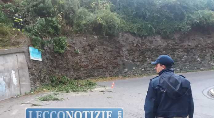 Maltempo. A Laorca pianta cade sulla strada poco sopra il Ponte della Gallina