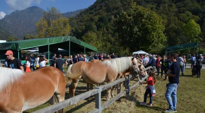 La Pro Loco Carenno organizza “Pro Agricola”: “Una scelta di continuità”