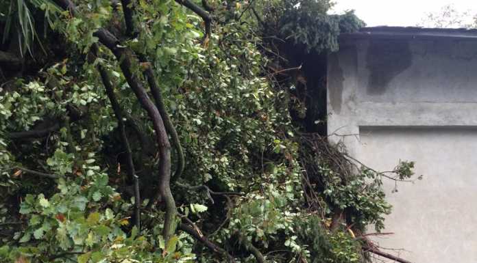 Maltempo. Albero si abbatte sul Santuario del Moletto a Limonta