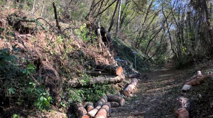 San Martino. Riaperto il sentiero dei Pizzetti, rimosse le piante cadute
