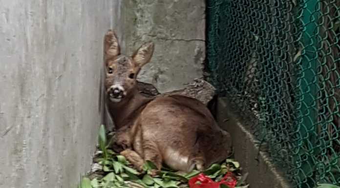 Dervio. Capriolo a spasso in paese, spaventato, si rifugia tra le abitazioni