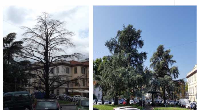 Piazza Mazzini. Buizza: “Attenti a quei due (cedri) finché siamo in tempo”