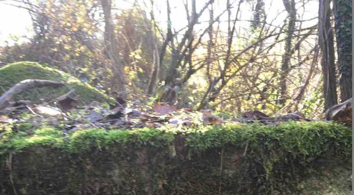 Droga nel bosco, i poliziotti seguono e arrestano spacciatore