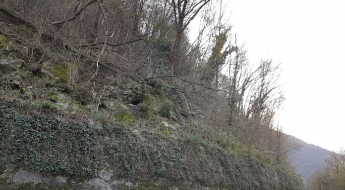Dorio. Pianta in bilico sulla provinciale nella zona della Garavina