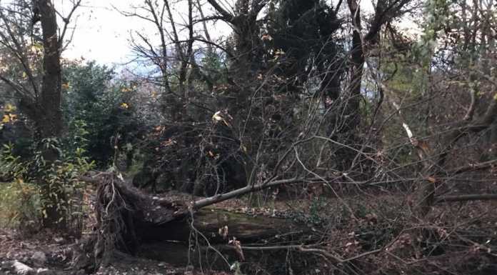 Alberi caduti sul Sentiero Rotary, il CAI avvisa gli escursionisti
