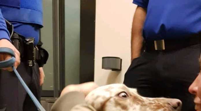 Rapito a Venezia e ritrovato a Chiasso: Skipper riabbraccia i suoi padroni