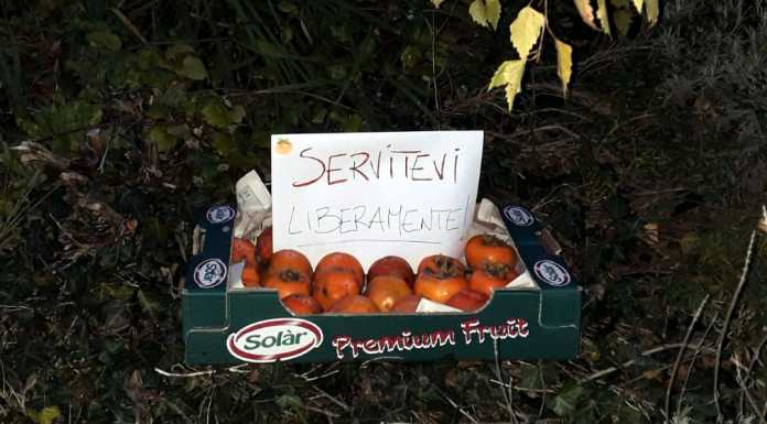 Cachi in abbondanza da condividere con gli escursionisti ai piedi della Medale