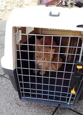 Civate. Gatto sul tetto della chiesa, salvato dai Vigili del Fuoco