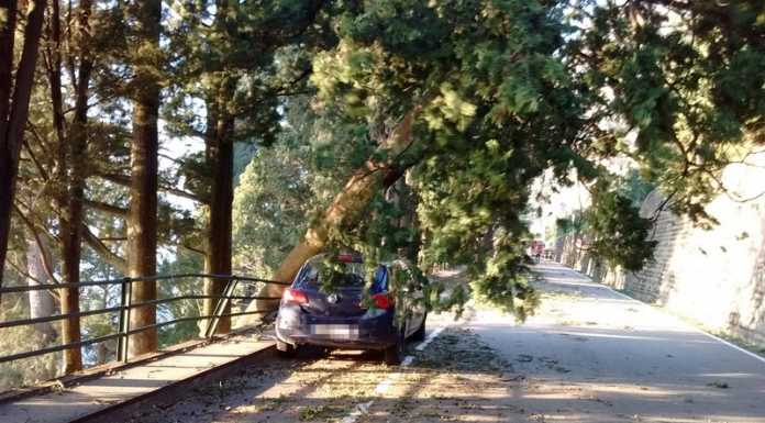 Varenna. Grossa pianta cade sulla strada per il forte vento e sfiora un’auto