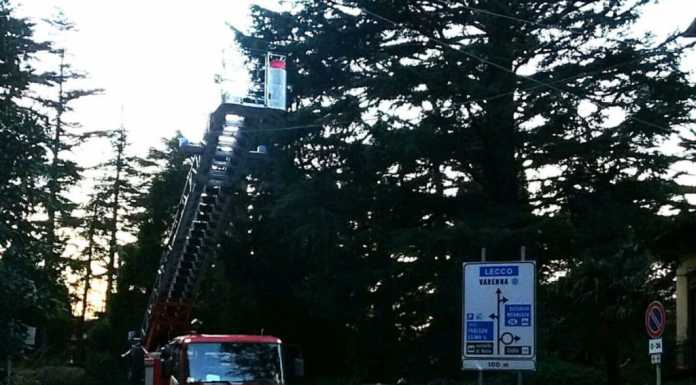 Perledo. Pianta pericolante incombe su viale dei Giardini