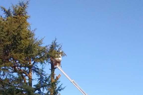 Perledo, ripresi in mattinata i lavori per tagliare il pino pericolante