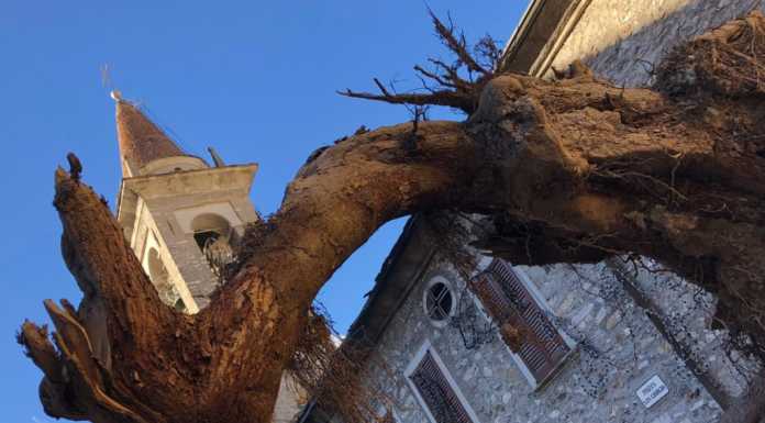 Bellano. Tagliato il cipresso crollato, lunedì la rimozione