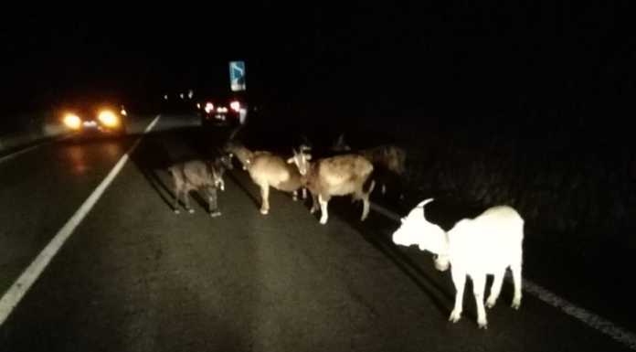 Capre sulla nuova Lecco – Ballabio: automobilista coraggioso evita il peggio Capre sulla nuova Lecco - Ballabio SS36 Dir