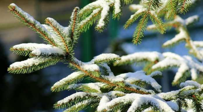 Alberi di Natale da rottamare. Il comune di Molteno ritira gli abeti