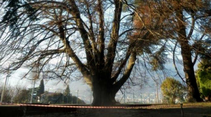 Cambia Calolzio contro l’abbattimento del faggio secolare di Villa Guagnellini faggio secolare villa guagnellini