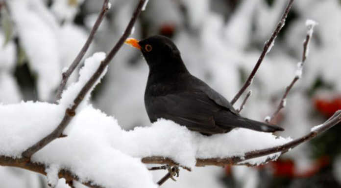 Neve in vista: ecco le previsioni meteo per i prossimi giorni