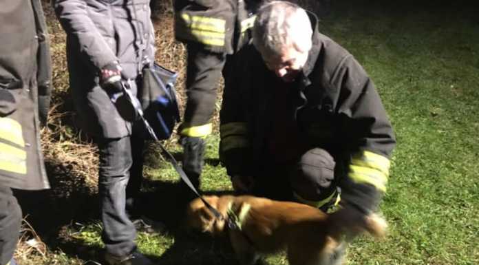 Cagnolino in difficoltà nel canneto, i Vigili del Fuoco lo riportano a riva