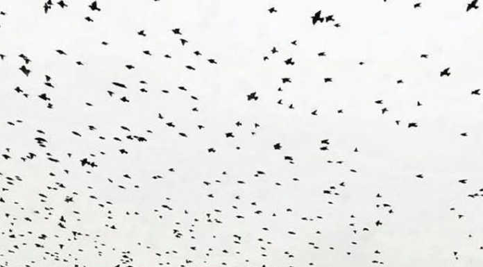 Stornelli a centinaia in volo sul cielo dell’oggionese