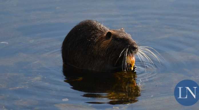 Nutrie sulla ciclabile, Lecco pensa alle sterilizzazioni