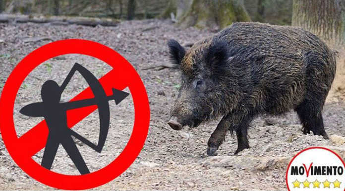Caccia ai cinghiali con l’arco? M5S: “Non è la soluzione”