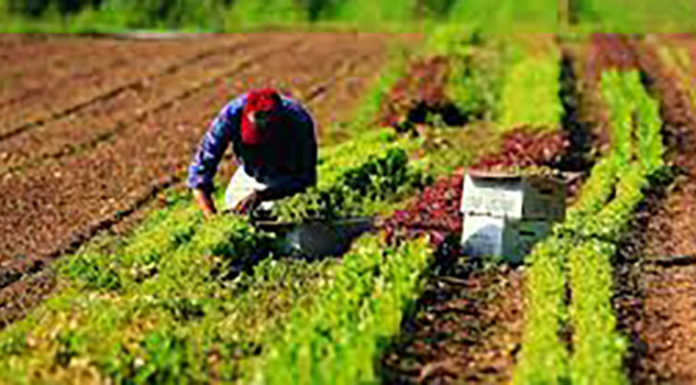 Agricoltori lariani e piogge incessanti: il bilancio di Coldiretti agricoltura