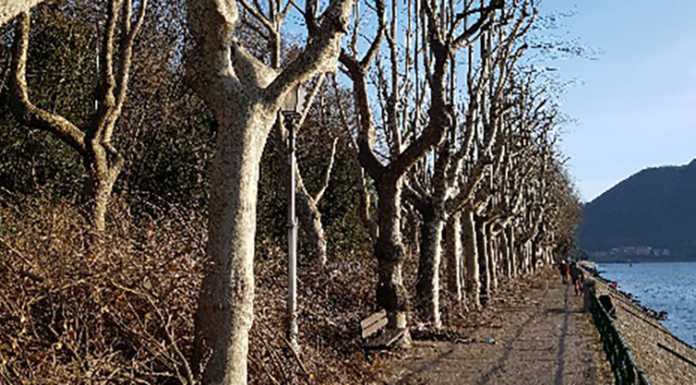 Buizza: “Salviamo gli alberi più significativi del lungolago”