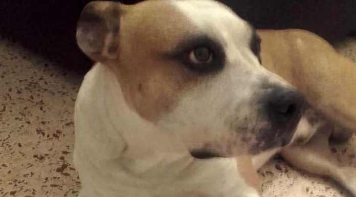 Molteno. Avvelenato con il lumachicida, Ares è salvo