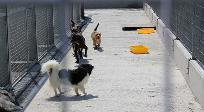 Canile di Erba, “serve cibo”. L’appello dell’associazione