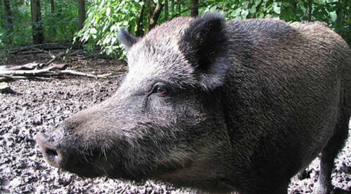 Cinghiali, 200 abbattimenti da inizio anno nel lecchese. I dati della Regione