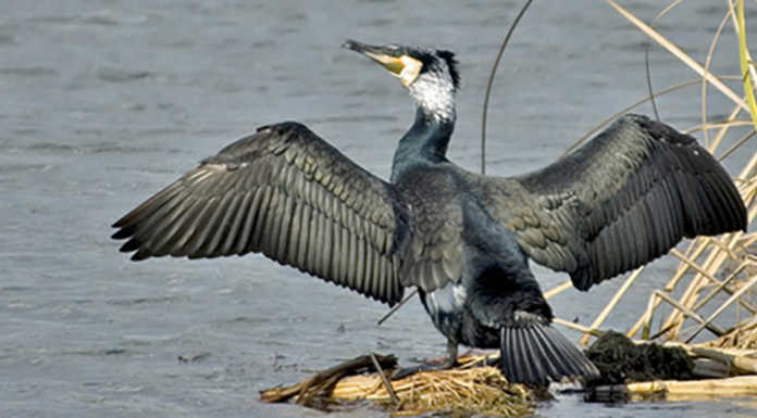 L’allarme dei pescatori: “I cormorani devastano la fauna ittica”