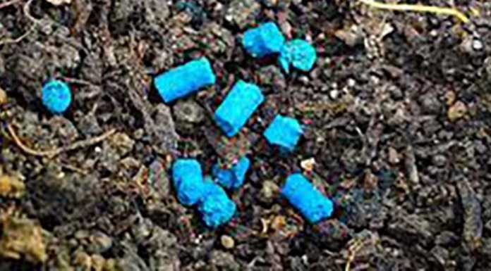 Cani avvelenati con il lumachicida, tre casi. Allarme a Molteno