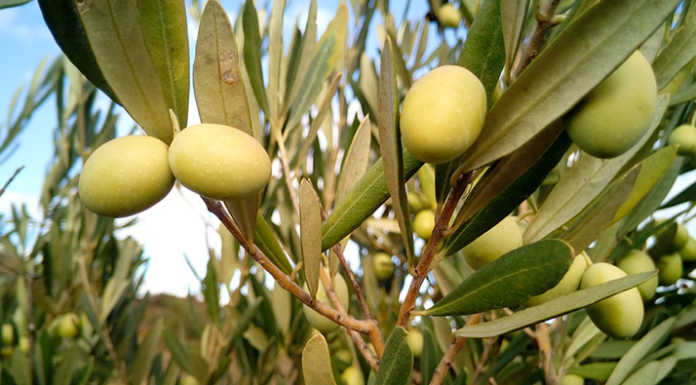 Bellano. Sull’olivicoltura lariana cala l’ombra della mosca olearia (e non solo) olive
