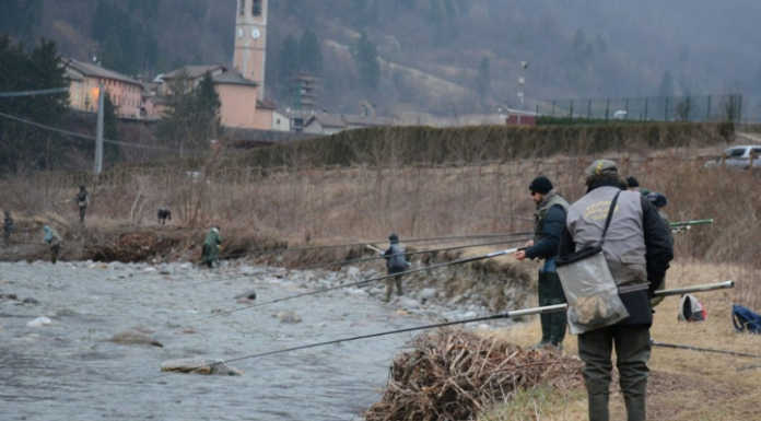 La Fipsas pronta a immettere nei torrenti lecchesi 700 chili di trote