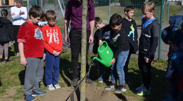Alla Oberdan e alla Ticozzi messe a dimora le piante del progetto “22 Alberi”