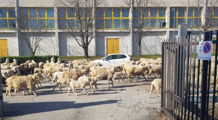 La transumanza a Merate, un gregge di pecore in via Campi transumanza a Merate
