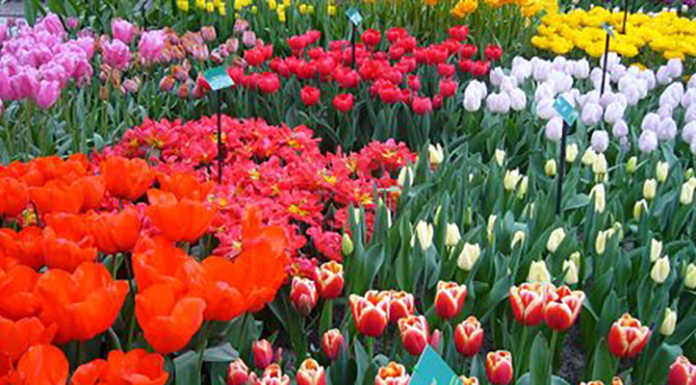 Florovivaismo: crescita record nel lecchese, +26% di aziende