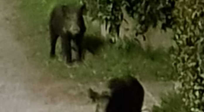 Clima e cinghiali penalizzano l’agricoltura: “Il 2019 è stato un anno difficile”