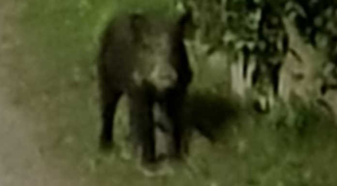 Merate, due cinghiali a spasso in via Manara