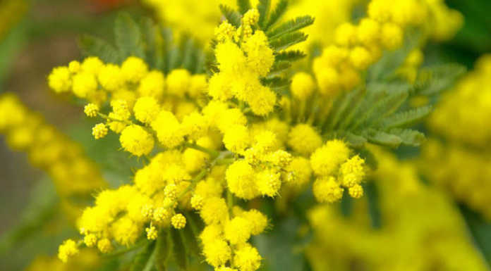 Festa della Donna: da LeccoNotizie.com un augurio speciale