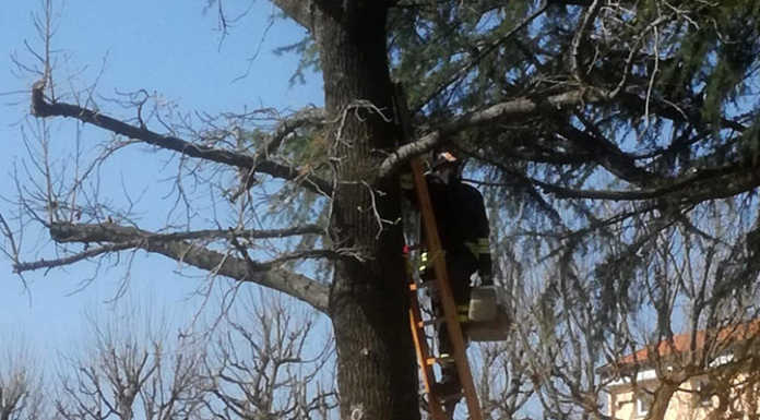 Brivio, gatto bloccato su un albero. Salvato dai pompieri