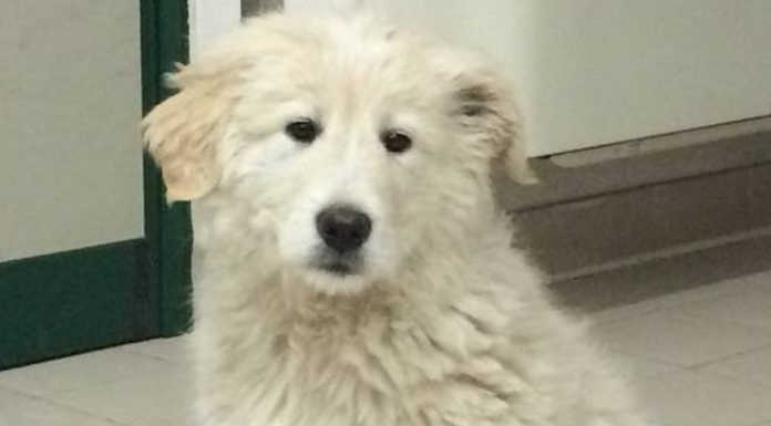 Carenno. Trova il proprio cane morto nel cortile, un anno fa le minacce