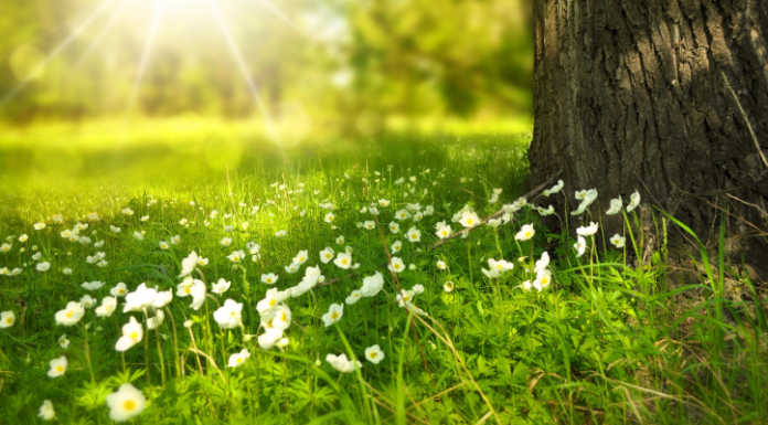 E’ arrivata la primavera: equinozio in anticipo, superluna e il doodle di Google