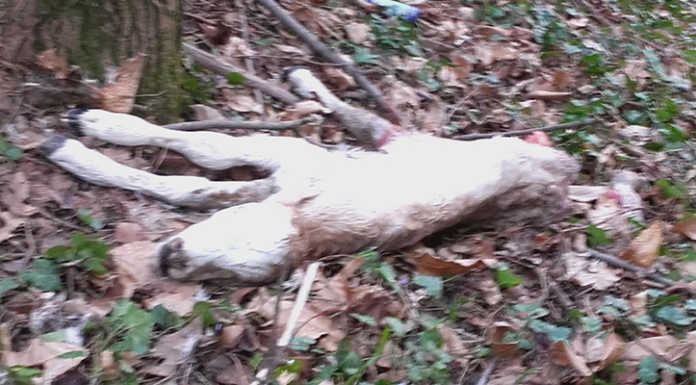 Vitellini morti e rifiuti gettati nel bosco. “Monte di Brianza una discarica”