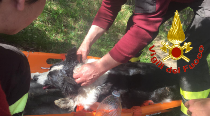 Valmadrera, i Vigili del Fuoco salvano un cane finito in un canale