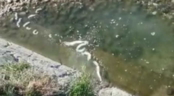 Ancora scarichi abusivi nel lago di Olginate: la video denuncia di Simonetti