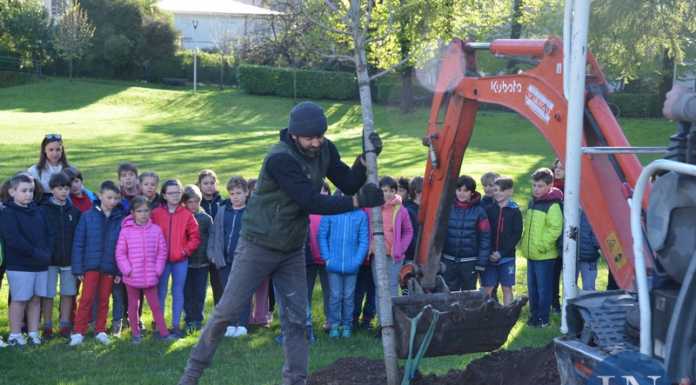 Lecco. Undici alberi da abbattere, il Comune ne ripianta 26