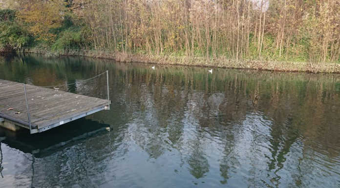 Moria di pesci a Brivio: “Colpa di spore pericolose per la fauna ittica”