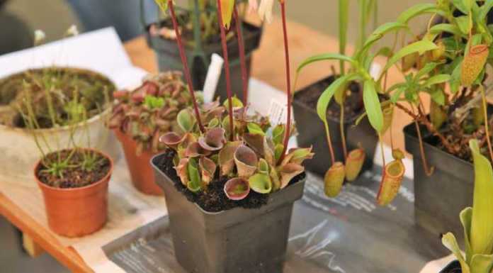 Calolzio. Le piante carnivore protagoniste a Villa de Ponti