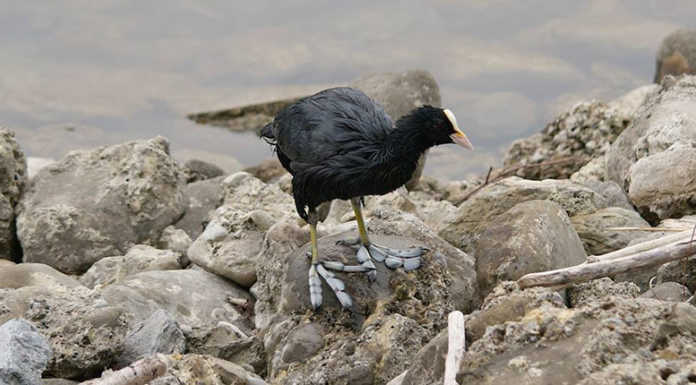 WWF: “Chiazza d’olio nel lago di Garlate. Danni agli animali”